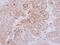 Glycogenin 2 antibody, PA5-22378, Invitrogen Antibodies, Immunohistochemistry frozen image 