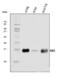 Hemoglobin Subunit Delta antibody, A01076-1, Boster Biological Technology, Western Blot image 