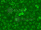 SS Nuclear Autoantigen 1 antibody, A7944, ABclonal Technology, Immunofluorescence image 