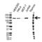 Histone Deacetylase 4 antibody, VMA00289, Bio-Rad (formerly AbD Serotec) , Western Blot image 