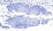 Paired Box 3 antibody, 46-138, ProSci, Immunohistochemistry paraffin image 