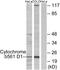 Cytochrome B561 Family Member D1 antibody, A16342, Boster Biological Technology, Western Blot image 