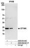Deoxythymidylate Kinase antibody, A305-651A-M, Bethyl Labs, Immunoprecipitation image 