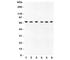 Prostaglandin-Endoperoxide Synthase 1 antibody, R31435, NSJ Bioreagents, Western Blot image 