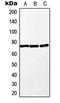 Mitogen-Activated Protein Kinase Kinase Kinase 2 antibody, orb215548, Biorbyt, Western Blot image 