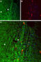 Hypocretin Receptor 1 antibody, GTX54847, GeneTex, Immunohistochemistry frozen image 