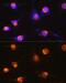 S100 Calcium Binding Protein B antibody, GTX57757, GeneTex, Immunofluorescence image 