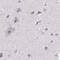 RUN Domain Containing 3A antibody, NBP2-68906, Novus Biologicals, Immunohistochemistry paraffin image 