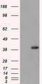 Deoxynucleotidyltransferase Terminal Interacting Protein 1 antibody, LS-C115169, Lifespan Biosciences, Western Blot image 