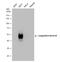 Coagulation Factor III, Tissue Factor antibody, NBP2-15139, Novus Biologicals, Western Blot image 