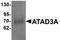 ATPase Family AAA Domain Containing 3A antibody, A06057, Boster Biological Technology, Western Blot image 
