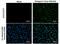 Dengue virus antibody, GTX127277, GeneTex, Immunocytochemistry image 