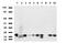 NME/NM23 Nucleoside Diphosphate Kinase 1 antibody, LS-C796837, Lifespan Biosciences, Western Blot image 