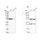 Protein Kinase C And Casein Kinase Substrate In Neurons 3 antibody, NBP2-48707, Novus Biologicals, Western Blot image 