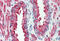 G Protein-Coupled Receptor 146 antibody, MBS242576, MyBioSource, Immunohistochemistry frozen image 