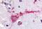 G Protein-Coupled Receptor 3 antibody, NBP1-02391, Novus Biologicals, Immunohistochemistry paraffin image 