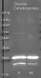 Hexose-6-Phosphate Dehydrogenase/Glucose 1-Dehydrogenase antibody, R1082, Origene, Western Blot image 