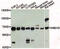 Cyclic GMP-AMP Synthase antibody, MBS9128631, MyBioSource, Western Blot image 