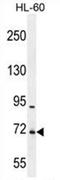 WD Repeat Domain 93 antibody, AP54558PU-N, Origene, Western Blot image 