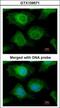 Aldo-Keto Reductase Family 1 Member B10 antibody, GTX109571, GeneTex, Immunofluorescence image 