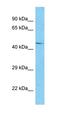 TRNA Methyltransferase 13 Homolog antibody, orb326188, Biorbyt, Western Blot image 