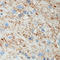 2',3'-Cyclic Nucleotide 3' Phosphodiesterase antibody, LS-C88110, Lifespan Biosciences, Immunohistochemistry paraffin image 