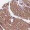 LRAT Domain Containing 2 antibody, NBP2-47459, Novus Biologicals, Immunohistochemistry frozen image 