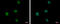 Zinc Finger And BTB Domain Containing 16 antibody, GTX111046, GeneTex, Immunocytochemistry image 