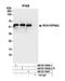 Karyopherin Subunit Alpha 2 antibody, NB100-79808, Novus Biologicals, Western Blot image 