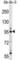 TTK Protein Kinase antibody, abx029350, Abbexa, Western Blot image 