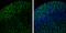 LIM homeobox transcription factor 1-beta antibody, GTX129831, GeneTex, Immunohistochemistry frozen image 