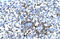 REST corepressor 3 antibody, 28-011, ProSci, Enzyme Linked Immunosorbent Assay image 
