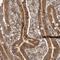 Rho Guanine Nucleotide Exchange Factor 7 antibody, NBP1-88650, Novus Biologicals, Immunohistochemistry frozen image 