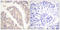 Cbl Proto-Oncogene antibody, LS-C117635, Lifespan Biosciences, Immunohistochemistry frozen image 