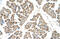 Oat2 antibody, ARP42306_T100, Aviva Systems Biology, Immunohistochemistry frozen image 
