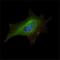 Fragile X Mental Retardation 1 antibody, NBP1-42567, Novus Biologicals, Immunofluorescence image 