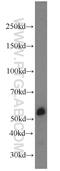 ASF antibody, 14899-1-AP, Proteintech Group, Western Blot image 