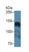 ICAM-5 antibody, MBS2006579, MyBioSource, Western Blot image 