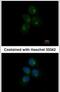 Chitinase Acidic antibody, PA5-30526, Invitrogen Antibodies, Immunofluorescence image 