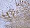 Synaptotagmin 1 antibody, PA5-80089, Invitrogen Antibodies, Immunohistochemistry frozen image 