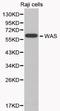 WAS antibody, LS-C192302, Lifespan Biosciences, Western Blot image 