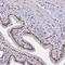 Zinc Finger CCCH-Type Containing 4 antibody, NBP1-88475, Novus Biologicals, Immunohistochemistry frozen image 