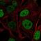SRY-Box 5 antibody, NBP2-56571, Novus Biologicals, Immunofluorescence image 