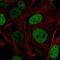 Transcription factor SOX-5 antibody, NBP2-56571, Novus Biologicals, Immunofluorescence image 