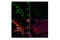 Nuclear Receptor Corepressor 1 antibody, 34271S, Cell Signaling Technology, Immunofluorescence image 