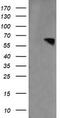 RTKN antibody, TA505104BM, Origene, Western Blot image 