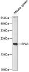 Replication Protein A3 antibody, 15-348, ProSci, Western Blot image 
