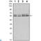 SMAD Family Member 6 antibody, LS-C812773, Lifespan Biosciences, Western Blot image 