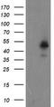 Protein ZNF365 antibody, TA800120, Origene, Western Blot image 