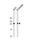 14-3-3 protein sigma antibody, abx030571, Abbexa, Western Blot image 